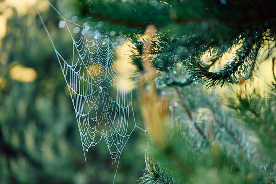 Spider Web Hangs on a Tree