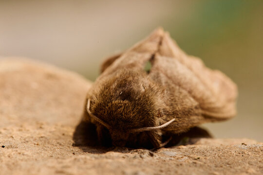 Close View of a Moth Resting on a Surface