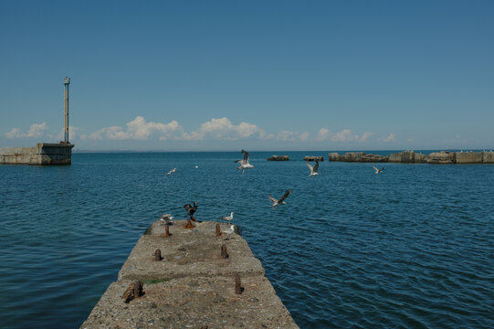 Seagulls Resting on a Concrete Breakwater