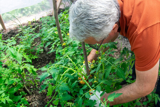 Senior Man Caring for Tomato Seedlings in Greenhouse