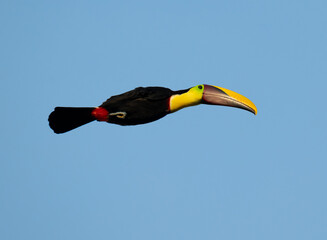 Yellow-billed Toucan in flight © Julio