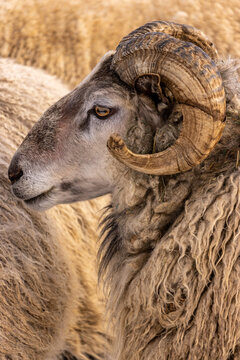 Wild horned ram with thick spiraled horns in Yellowstone National Park