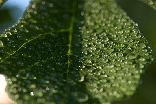 Green Leaf With Water Droplets After Rain