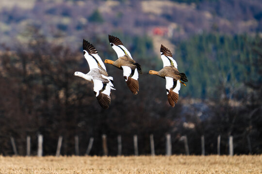 Upland Geese in Flight, Patagonia