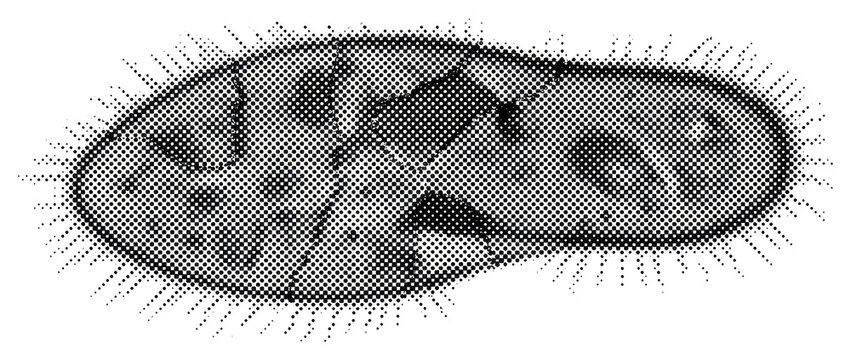 Halftone Paramecium Microorganism Illustration on White