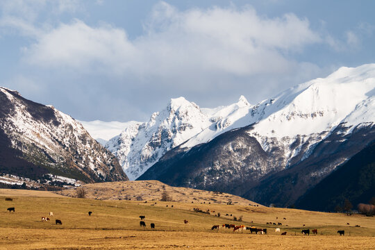 Cattle Grazing Below Snowy Mountains