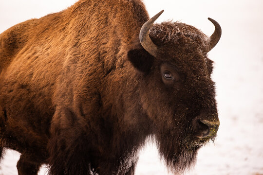 Wild Bison roaming in the cold snowy plains.