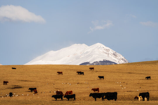 Cattle on Golden Prairie Range