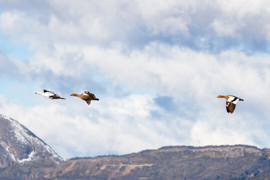 Geese Soaring Above Patagonian Peaks