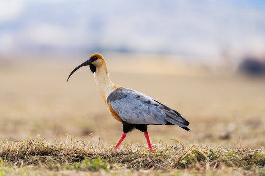 Black-Faced Ibis Walking in Grassland