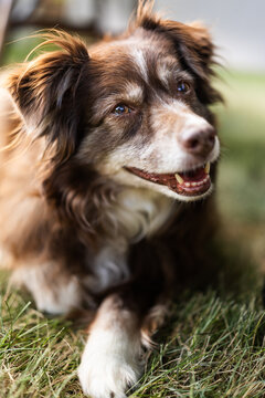 Cute dog laying in the backyard on a hot summer day.