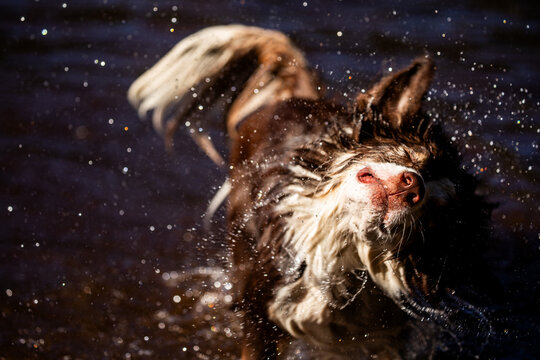 Dog shakes water off after swimming in the lake