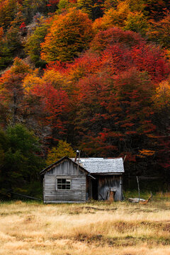 Weathered Cabin in Autumn Forest
