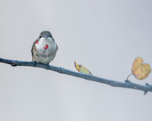 Fototapeta premium Juvenile Ruby-Throated Hummingbird Beginning to Show Gorget Color