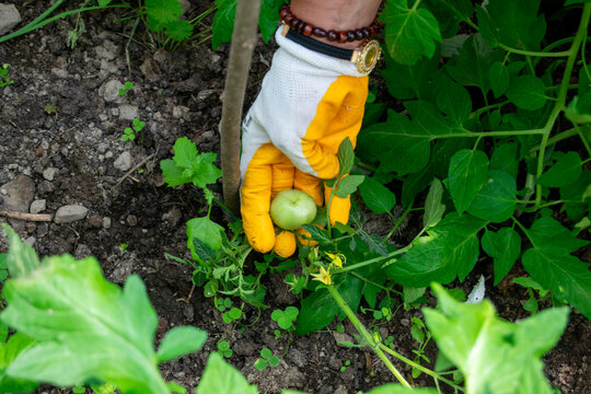 Gloved Hand Inspecting Unripe Green Tomato in Greenhouse