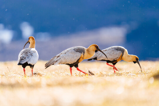 Three Black-Faced Ibis Foraging