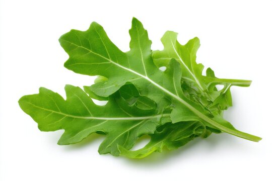 Fresh green arugula leaf on white