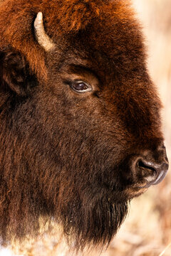 Wild Bison roaming in the cold snowy plains.
