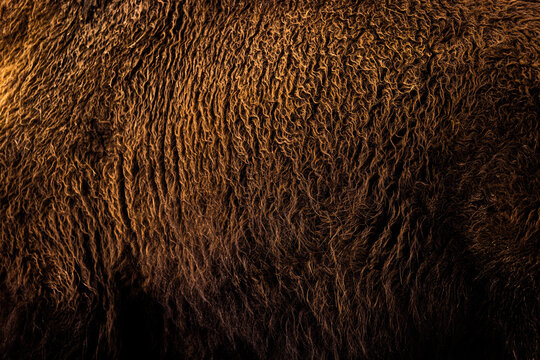 Buffalo Hide close up