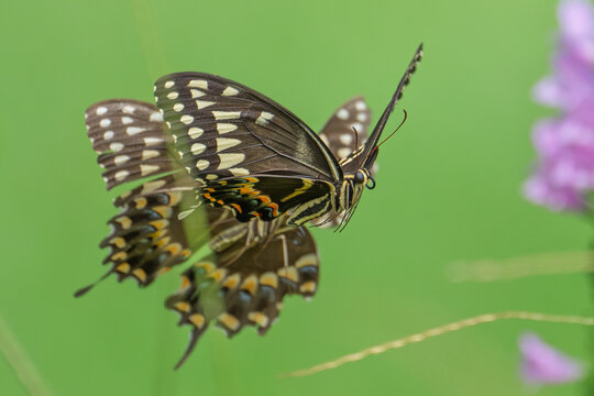 Palamedes Swallow Tail Butterfly