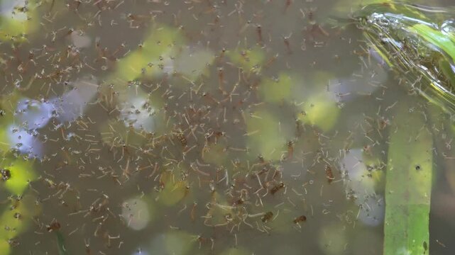 Mosquito larvae in polluted water