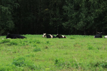 Fototapeta premium cows in the field