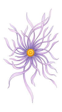 Stylized artistic purple aster flower with long flowing petals isolated on a solid black background