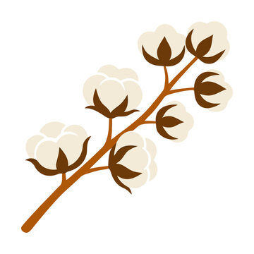 Natural cotton plant branch with soft white flowers and brown stems Vector