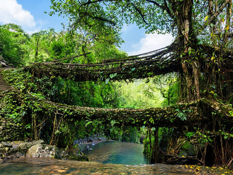 Living Root Bridge Meghalaya
