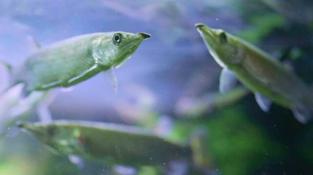 Close up of a freshwater gar fish with an elongated body and narrow pointed snout swimming underwater in a public aquarium