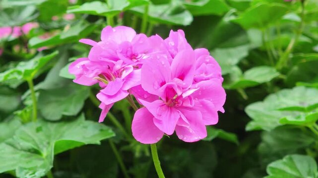 Pink geranium flowers in the garden