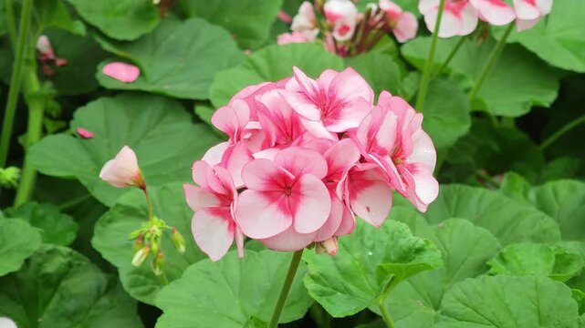Light red geranium flowers in a garden