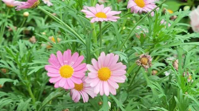 Pink Paris daisy flowers in a garden