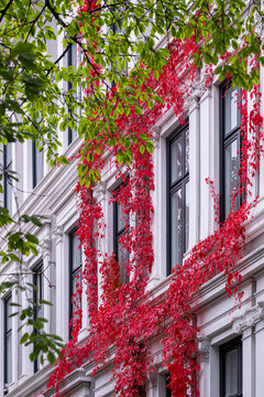 Red autumn ivy climbs a residential facade in Gr&uuml;nerl&oslash;kka Oslo Norway creating a vivid seasonal pattern around windows and white walls
