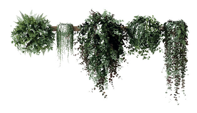 Vector illustration of hanging wall plants climbing ivy fern and trailing creepers greenery isolated elements