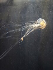 jellyfish © KHaiMuK