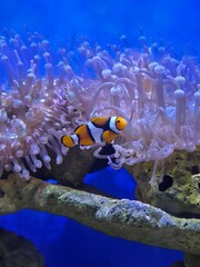 clown fish in aquarium © KHaiMuK