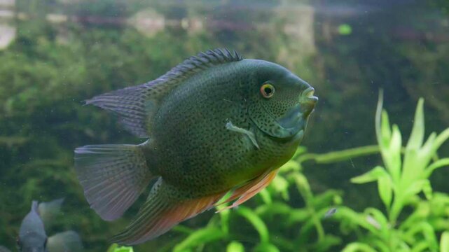 Cichlasoma Severum Cichlid Swimming with Fry in Aquarium