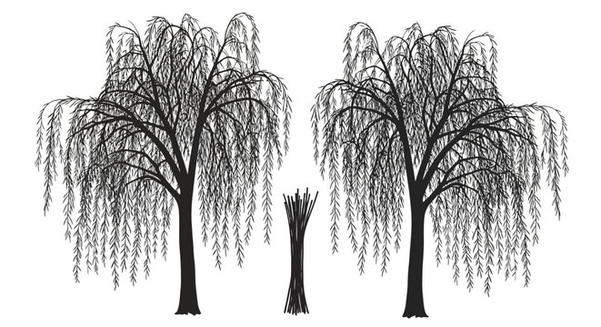 Weeping willow trees and branches on white background