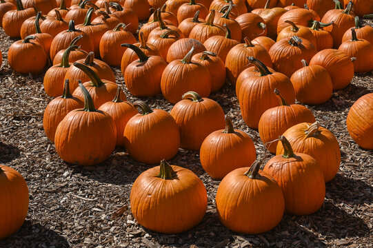 Pumpkin Patch Fall Harvest Background
