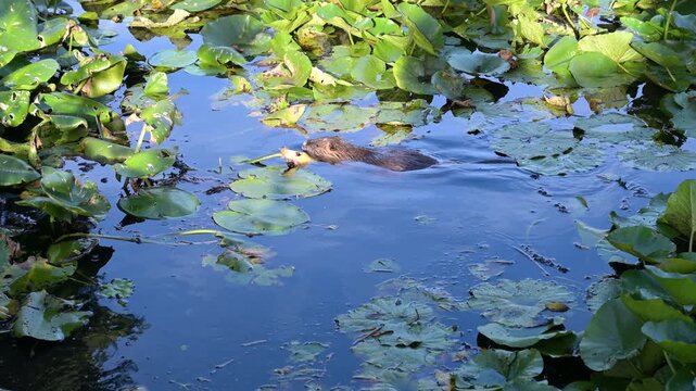 Nutria river rat swimming at lake, coypu herbivorous, semiaquatic rodent, Myocastoridae at water pond, wildlife animal, habitat wetland