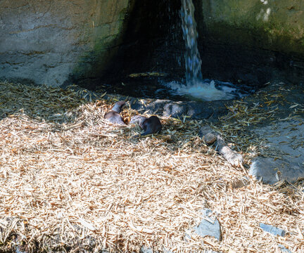 Tacoma Zoo Otters