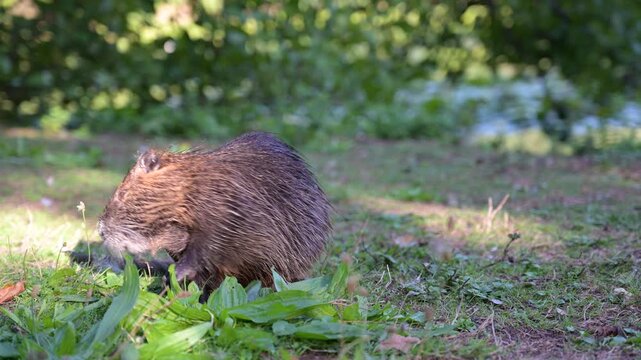 Nutria river rat on meadow, coypu herbivorous, semiaquatic rodent, Myocastoridae at water pond, wildlife animal, habitat wetland