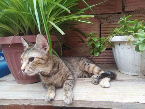 An adorable tabby blind kitten lies playfully atop a rustic wooden surface, perfectly framed by lush green potted plants. the little feline exudes pure joy and energy against a charming natural garden