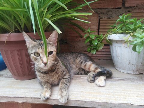 An adorable tabby blind kitten lies playfully atop a rustic wooden surface, perfectly framed by lush green potted plants. the little feline exudes pure joy and energy against a charming natural garden