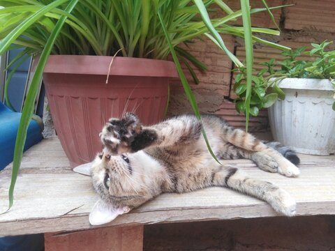 An adorable tabby blind kitten lies playfully atop a rustic wooden surface, perfectly framed by lush green potted plants. the little feline exudes pure joy and energy against a charming natural garden