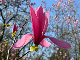 Magnolia beautiful flower in spring © OLENA LIALINA