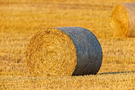 Close-up of a large bale of straw in a harvested field under bright sunshine; round bales of straw after the harvest
