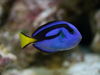 Paracanthurus hepatus © Hana