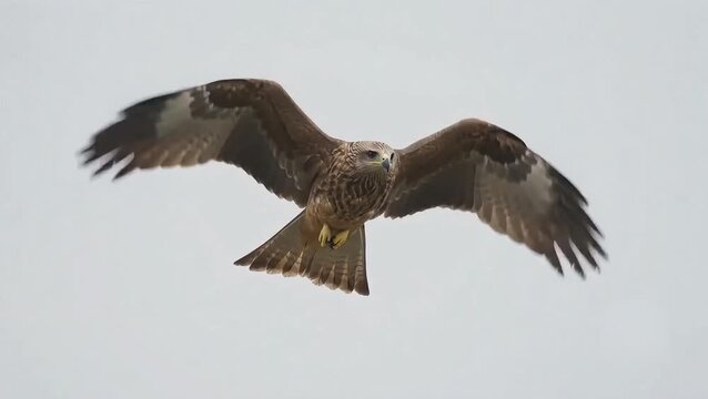 Black kite bird of prey soaring in the sky